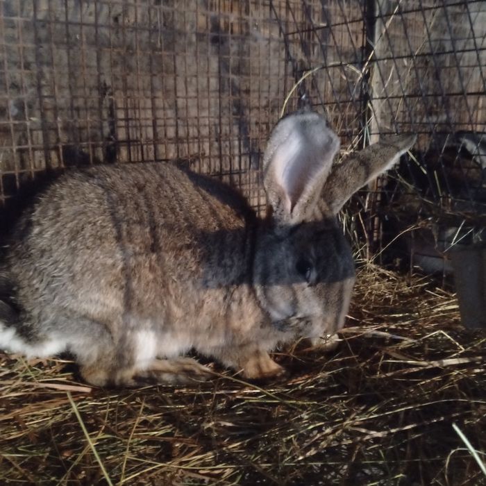 Продам два крола фландер