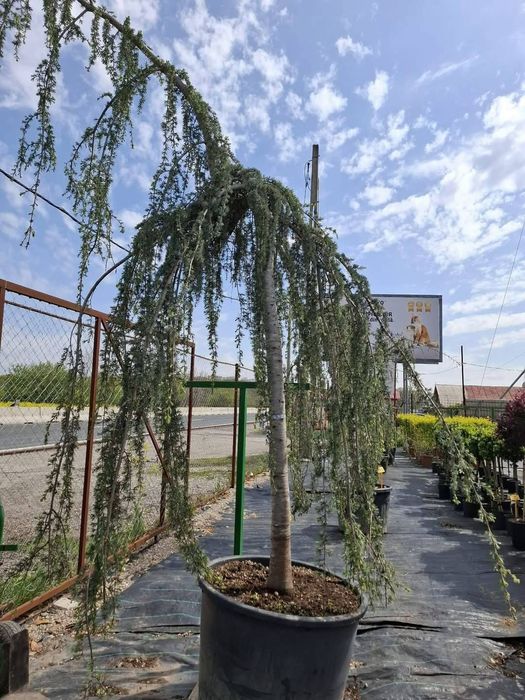 Vând plante ornamentale și livrez