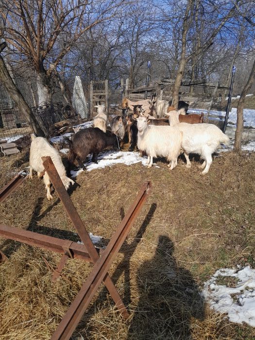 Capre tinere gestante