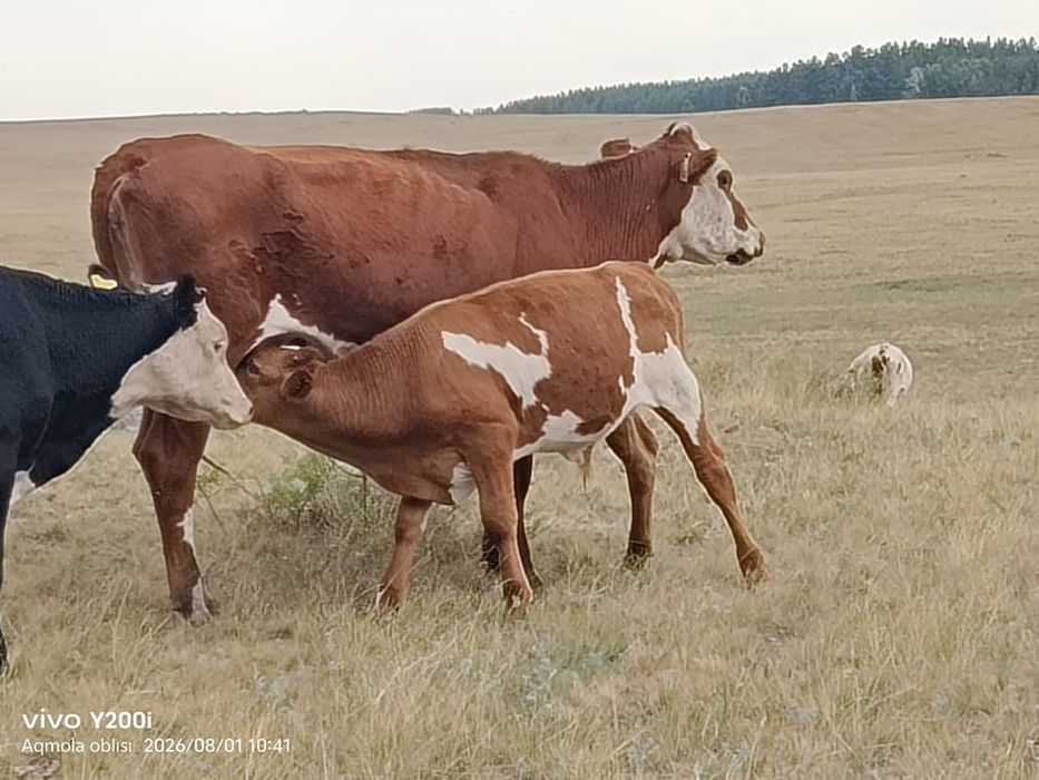 Продам крс оптом.