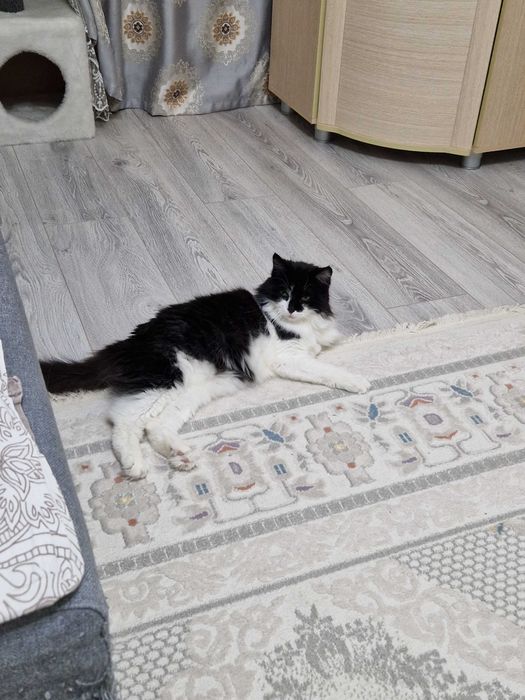 Кошки ищут хороший дом