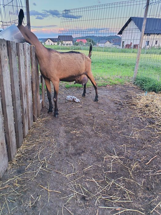 Capră alpin francez
