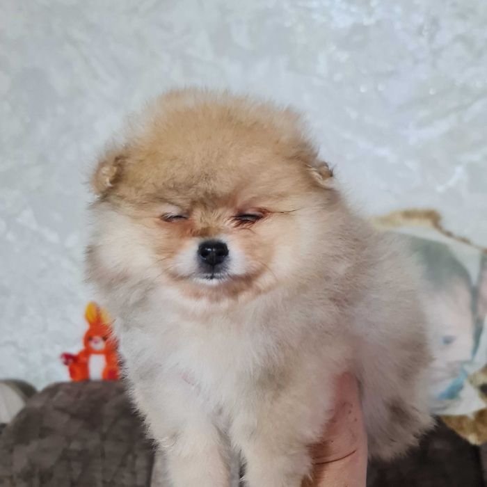 Померанский миник шпиц