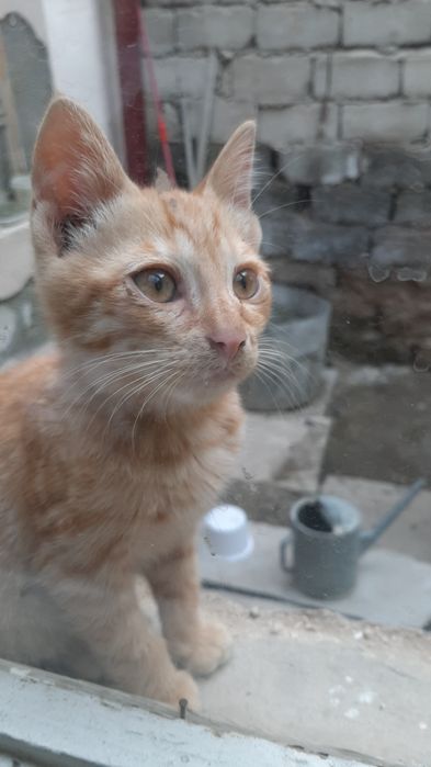 Отдаются котята даром