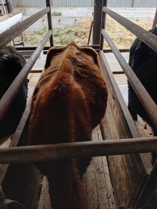 Бойдақ сиыр жемде тұрған