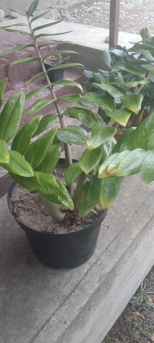 Продаются комнатные цветы