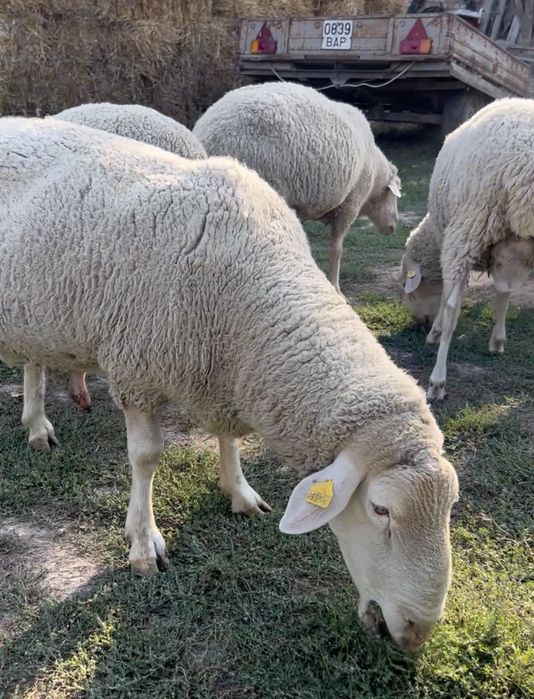 Мериноландшаф, Ильдефранс (меринос)