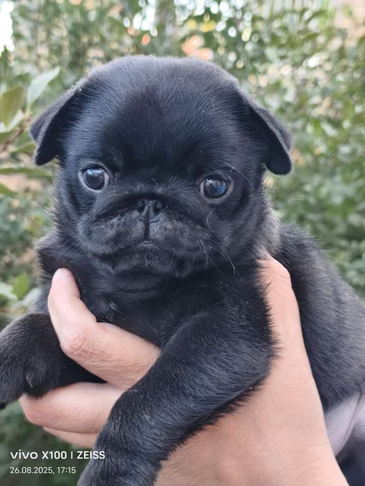 Продам шикарного щенка мопсика