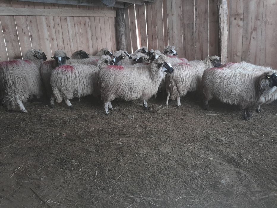 Disponibile 16 oi și un berbec