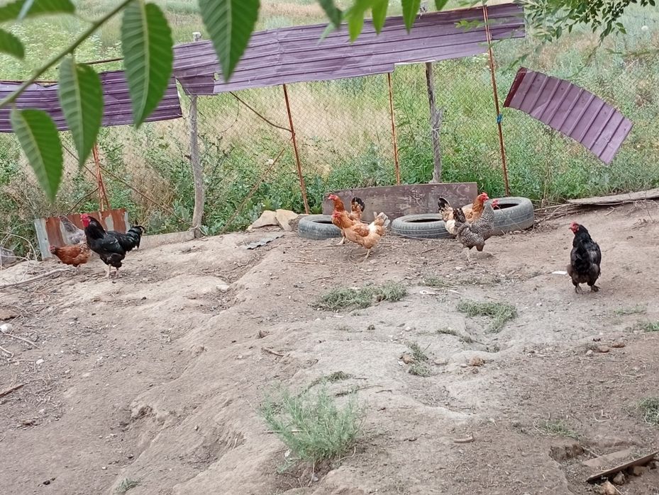 Продам куры и петух