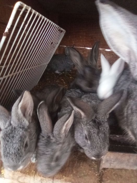 Vind iepurita sí pui sí tineret