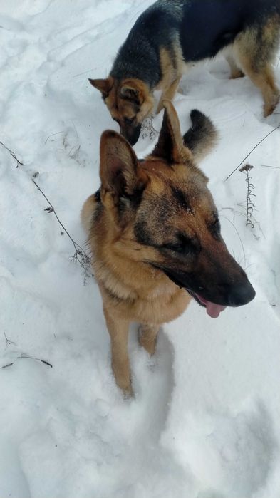 Щенки немецкой овчарки