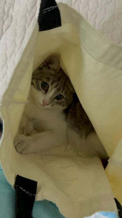 Отдам в добрые руки