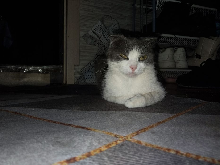 Кошка молодая красивая