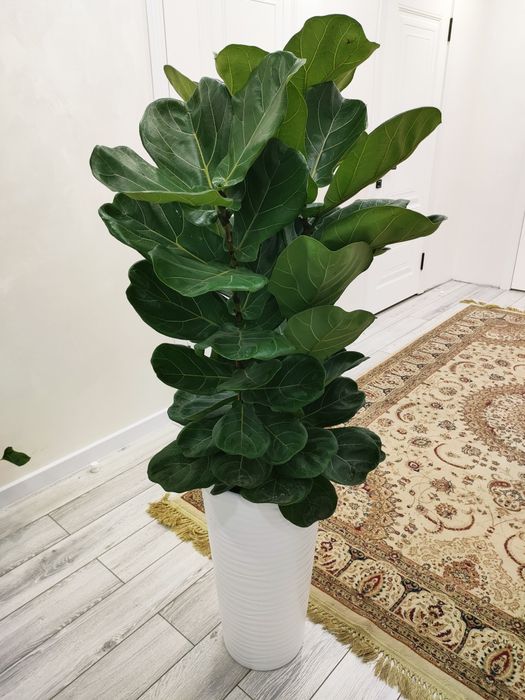 Комнатные растения. Доставка