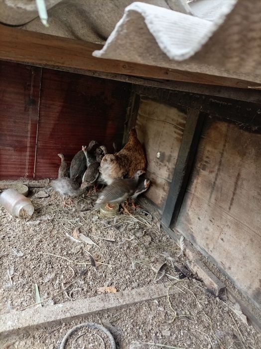 Продам цецарок продам
