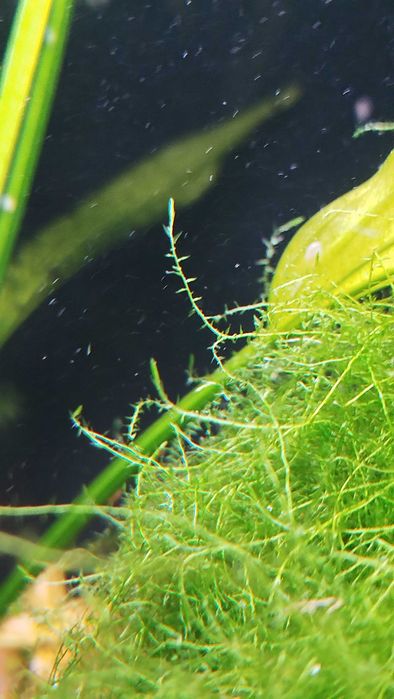 Аквариумный мох "Стринг"