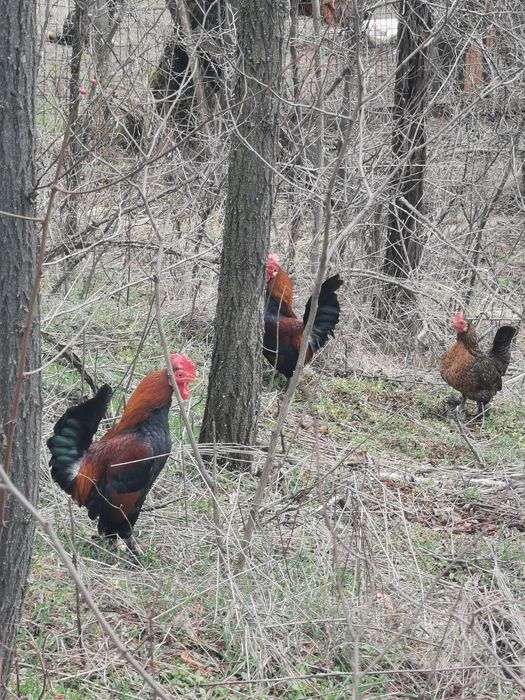 Vând cocoși pitici și puicute