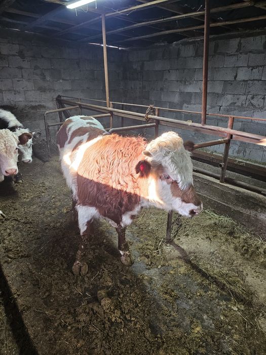 Быки  продам 4 чтук