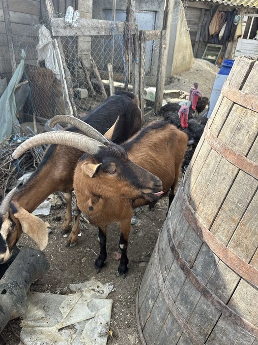 Capra Alpina Franceza!