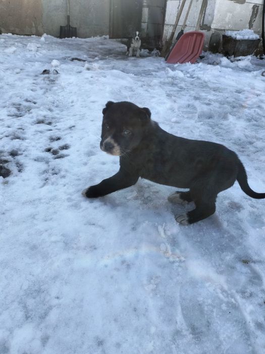 Щенки алабай суки