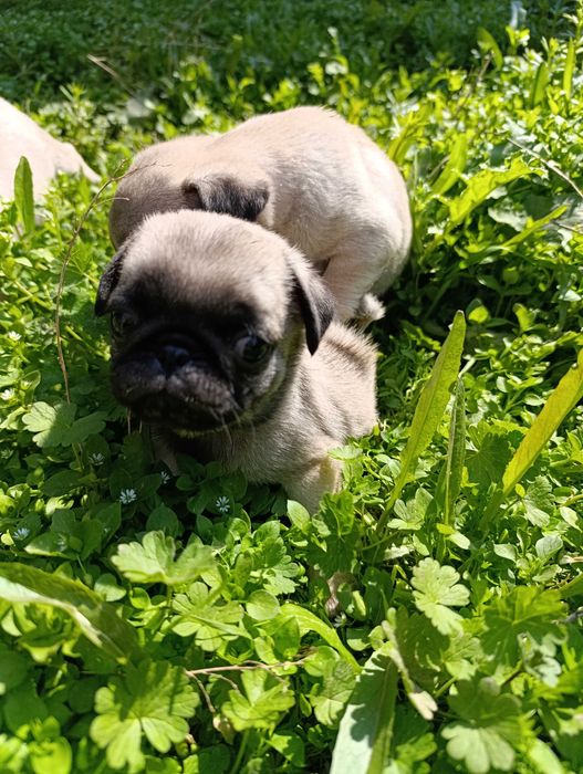 Щенки мопса чистокровные