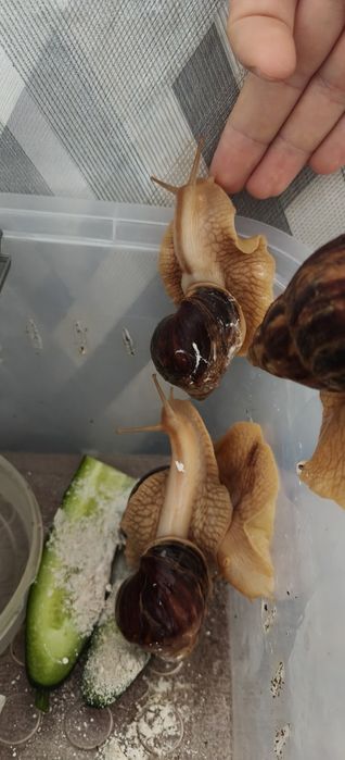 Улитки Ахатины сухопутные