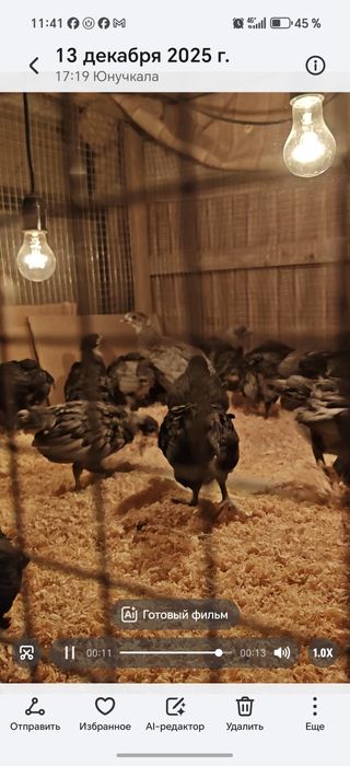 Zot: Avstralorp / Rumin (aralash emas, toza yoʻnalish)

Yoshi: 2 hafta