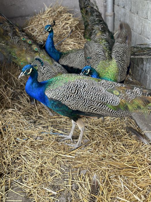 Vand pauni standard (india blue)