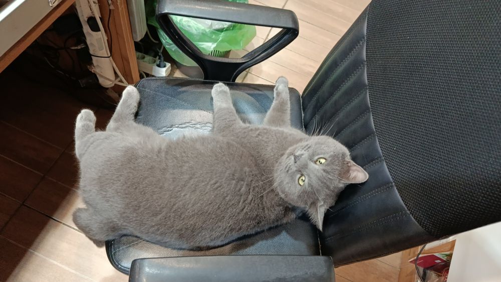 Срочно ищем хозяина для кота