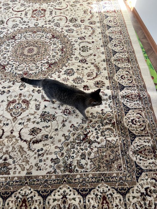 Продаю шерстяной ковёр 3*4