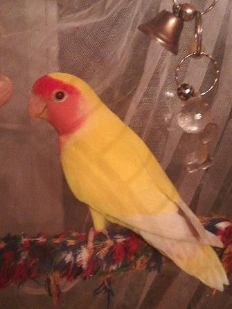 В продаже птинец неразлучника