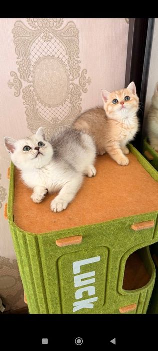 Британские котята (короткошёрстная золотая шиншилла)