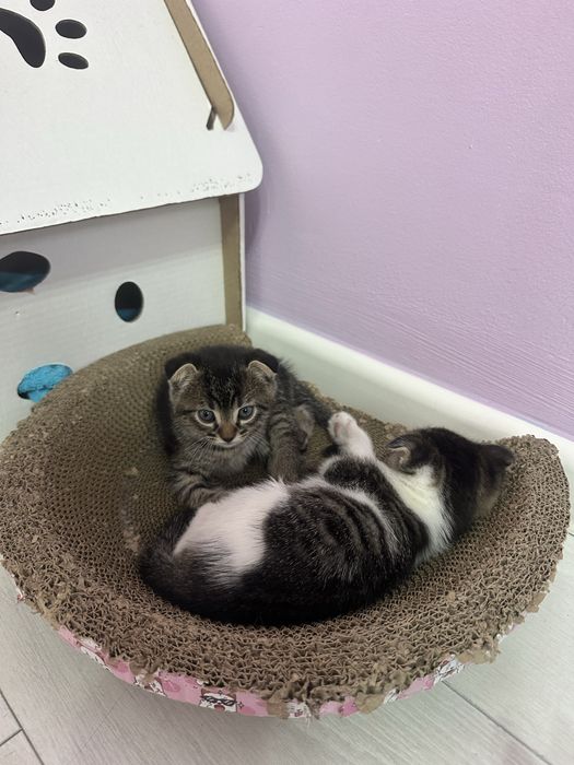 Котенок,вислаухи