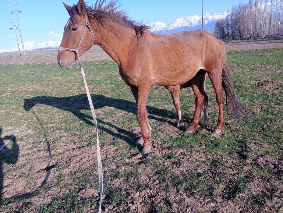 Құлынды бие биелер сауын міңгі