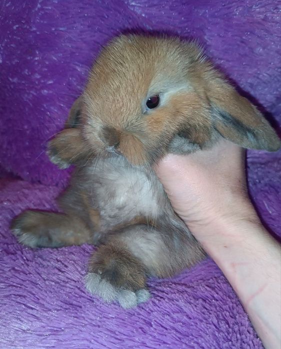 Продаются декоративные кролики порода вислоухий баран