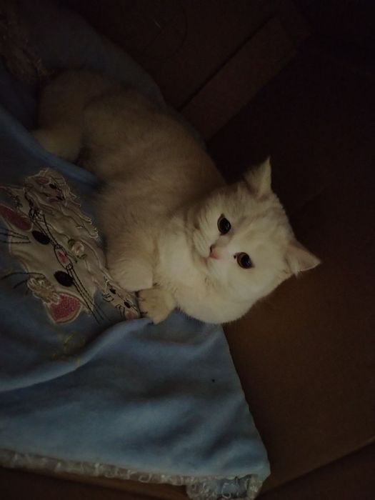 Kisa  qiz mushugimiz srochna sotiladi