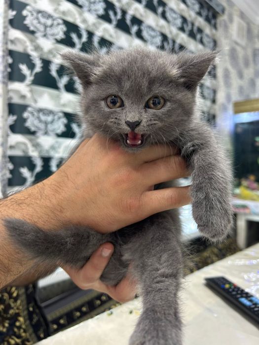 skotsh strayt 1,5 oyli tozza aqilli