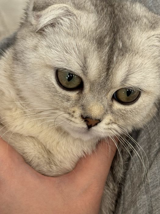 Scottish Fold — девочка, 4 месяца (Ташкент)