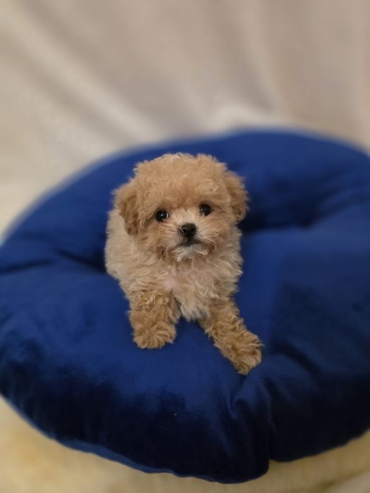 Maltipoo mini toy