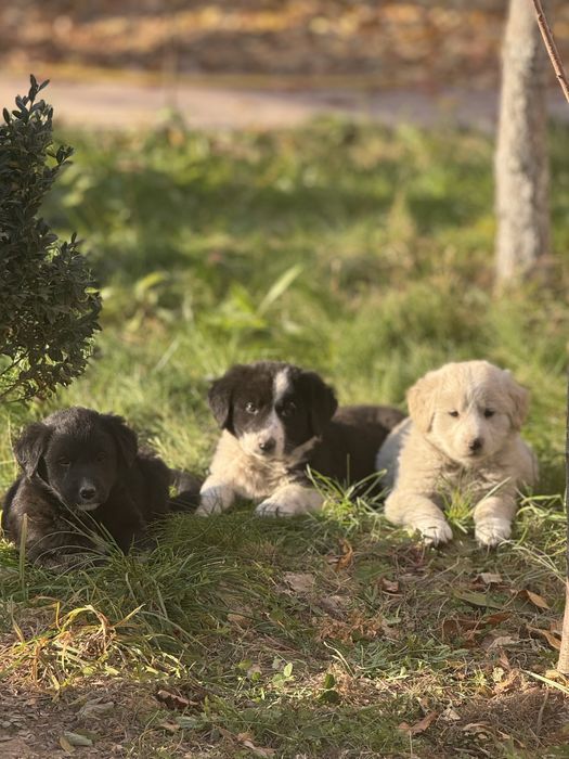 Щенок алабай тобет