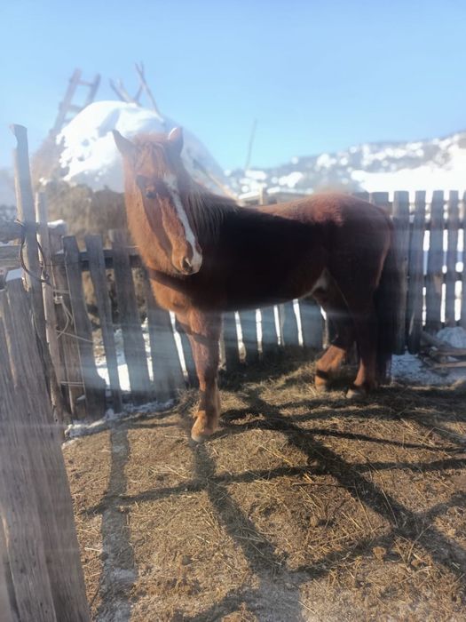 3 жасар еркек құнан сатылады,үйде бордақыланған