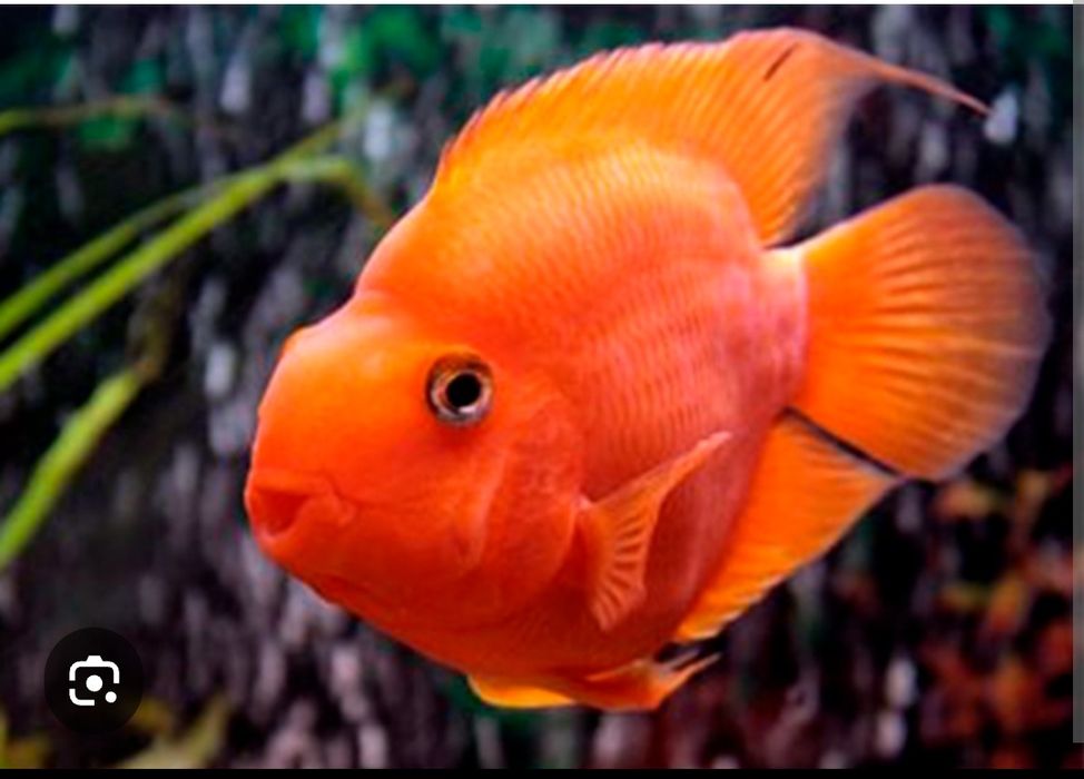 Аквариум оборудованный