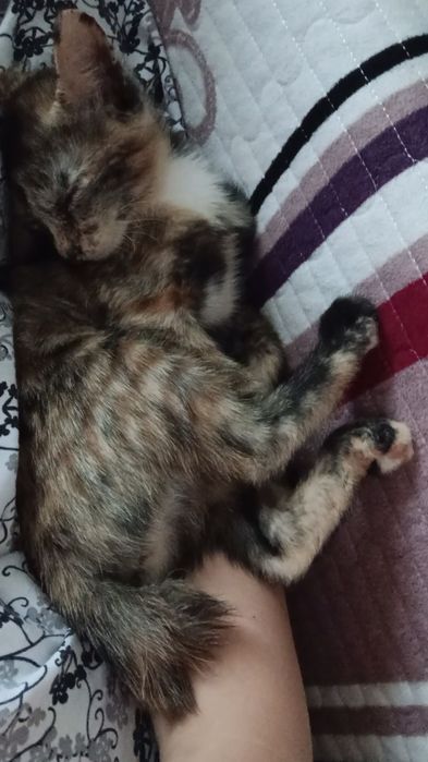 Котята бесплатно