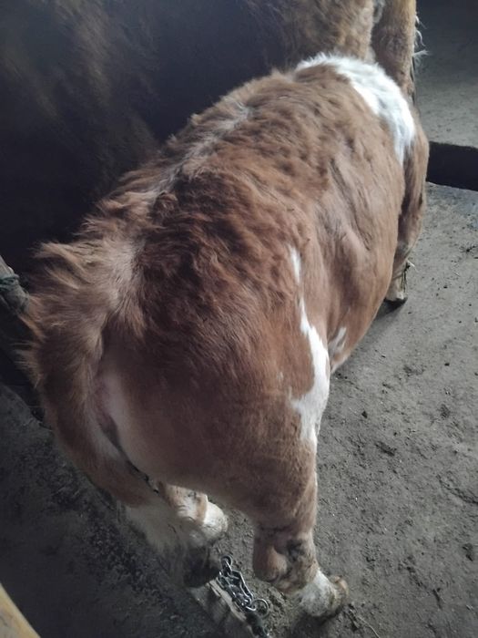 Vând vițel frumos