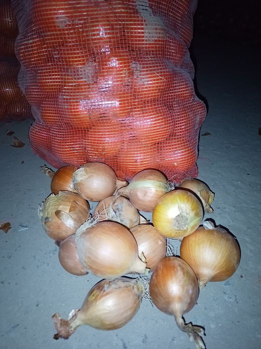 Лук репчатый, оптом.