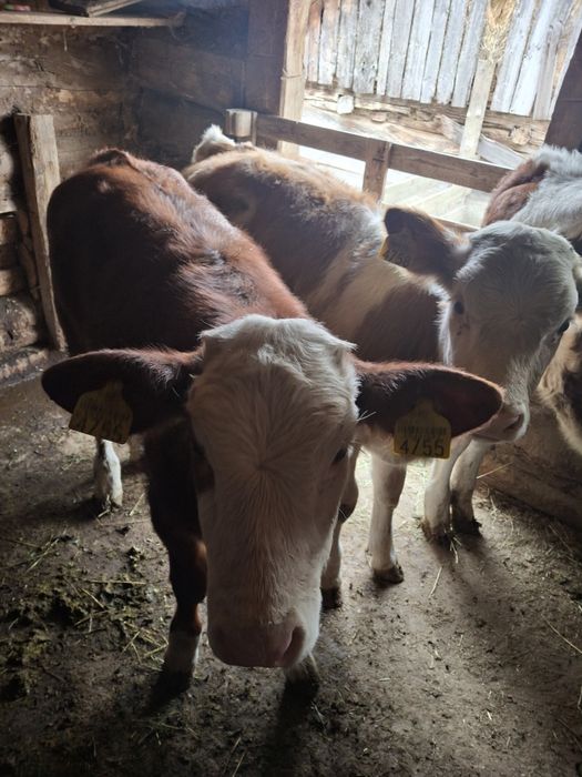 Viței 3 luni Balțata românească