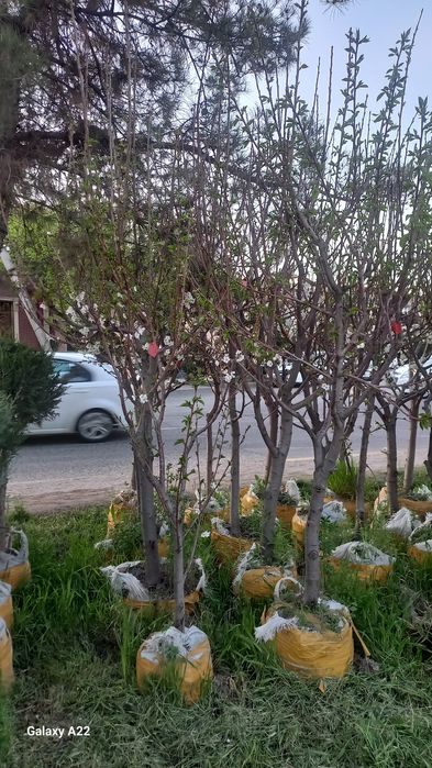 Asalomu alekum vevalik ko‘chatlar bor 250000