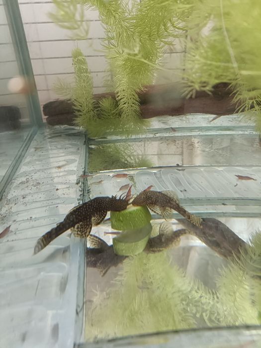 Сомики анциструсы пара,самец и самка