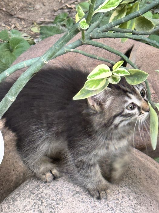 БЕСПЛАТНО домашние котята